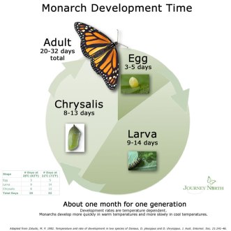 life_cycle_dvmt_time