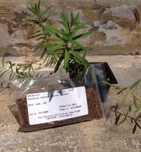 Thanks to support by the Conard Environmental Research Area, 12,900 Butterfly Milkweed seeds were purchased.